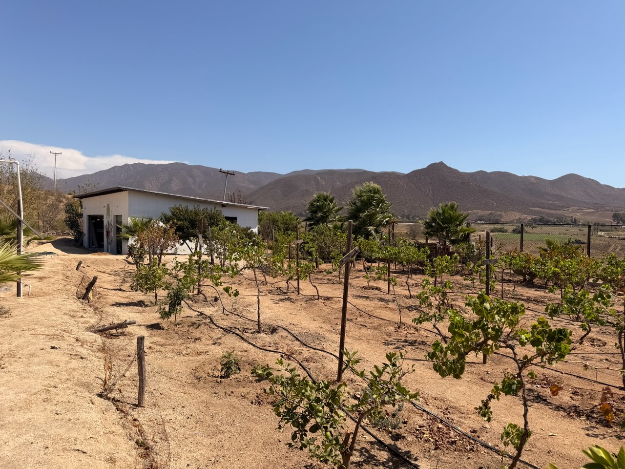 Garden with mountain views at Iboga Treatment Center in Ensenada, Mexico