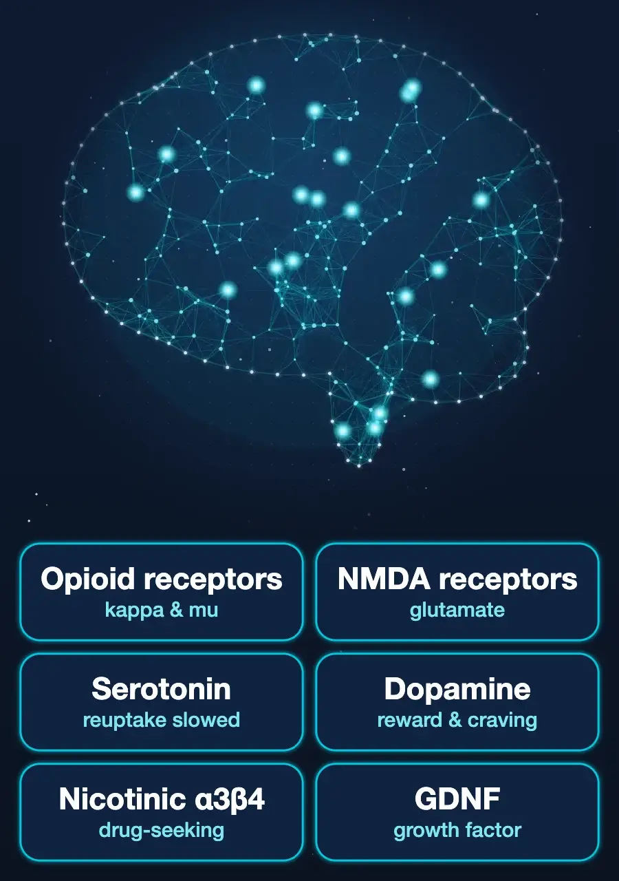 Diagram of the brain systems ibogaine acts on: opioid, NMDA and nicotinic receptors, serotonin, dopamine and GDNF