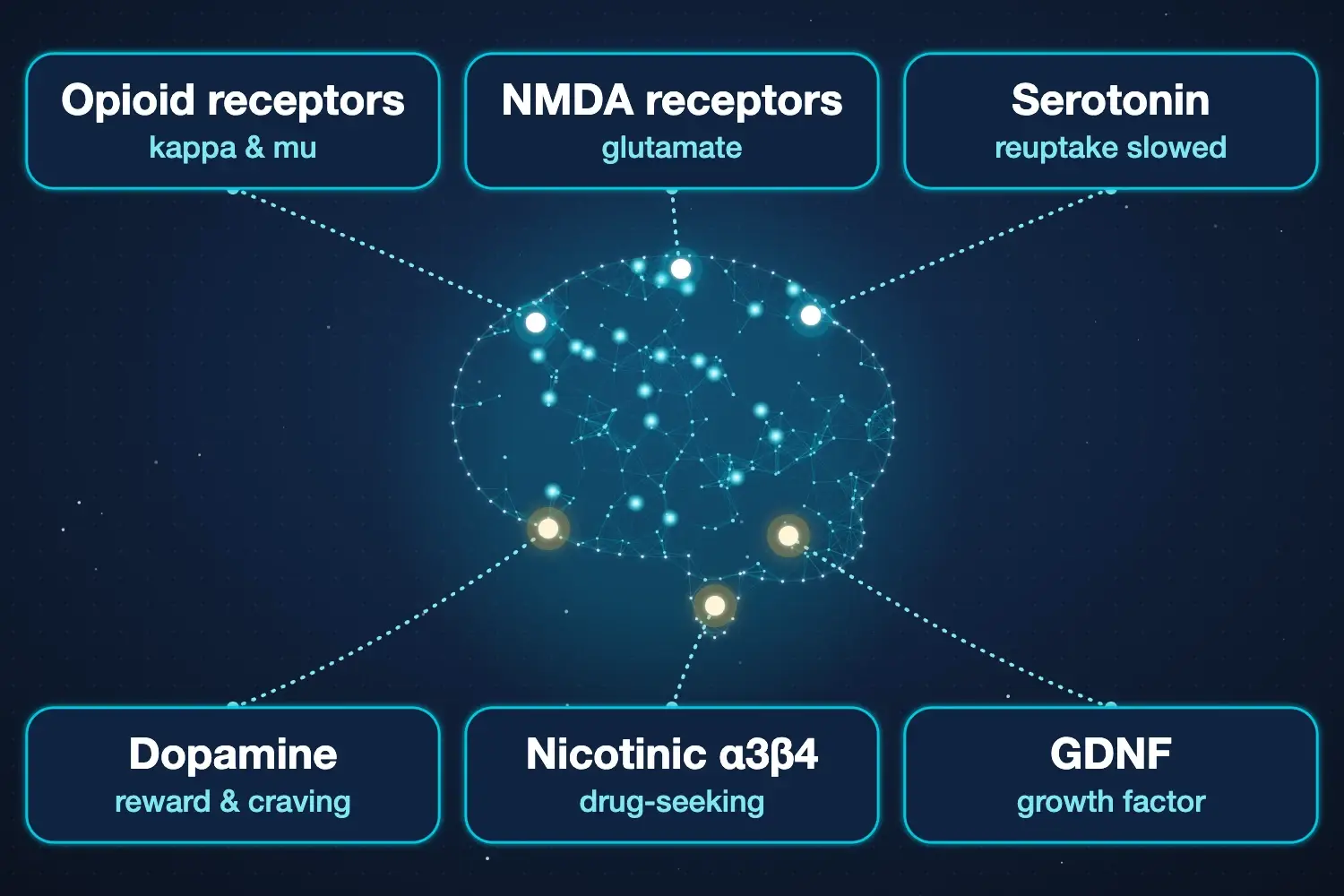 Diagram of the brain systems ibogaine acts on: opioid, NMDA and nicotinic receptors, serotonin, dopamine and GDNF