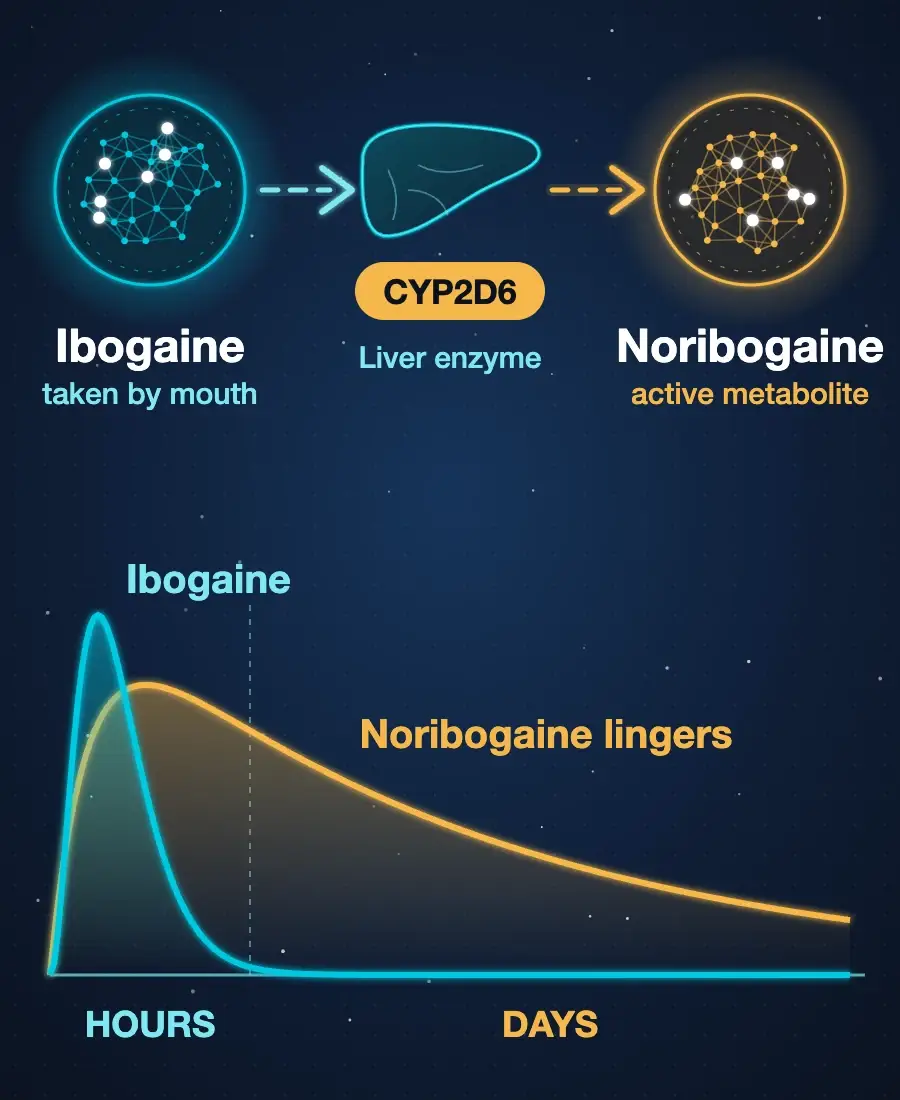 Diagram showing the liver enzyme CYP2D6 converting ibogaine into noribogaine, which lingers in the body for days