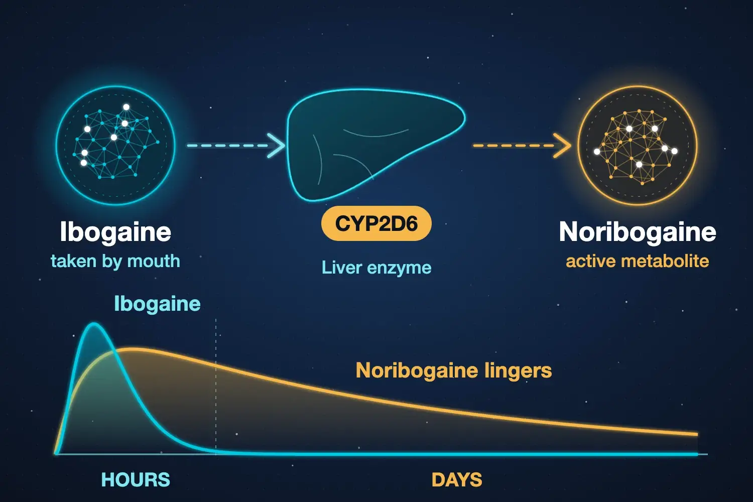 Diagram showing the liver enzyme CYP2D6 converting ibogaine into noribogaine, which lingers in the body for days