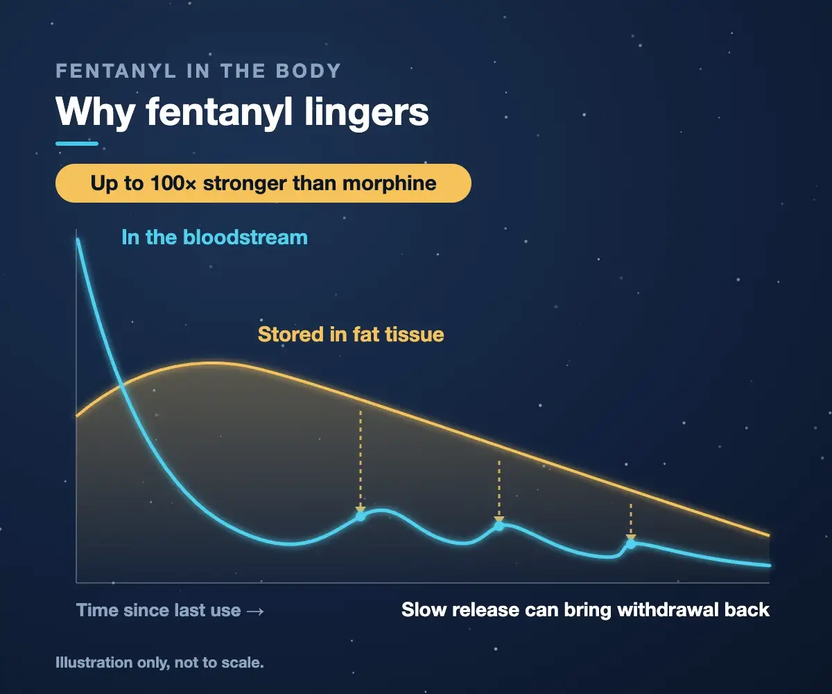 Illustration of why fentanyl withdrawal lingers: fentanyl leaves the bloodstream quickly but is stored in fat tissue and released slowly, which can bring withdrawal back. Fentanyl is up to 100 times stronger than morphine.